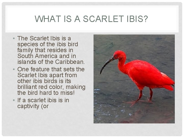 WHAT IS A SCARLET IBIS? • The Scarlet Ibis is a species of the