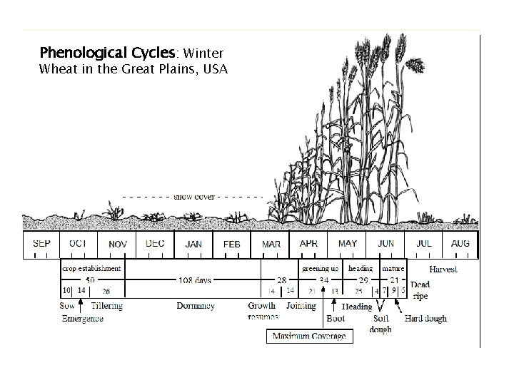 Phenological Cycles: Winter Wheat in the Great Plains, USA 