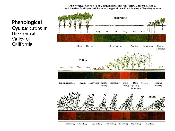 Phenological Cycles: Crops in the Central Valley of California 