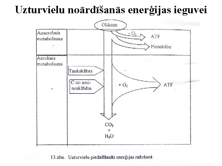 Uzturvielu noārdīšanās enerģijas ieguvei 