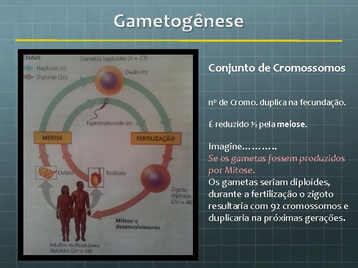 Gametogênese Conjunto de Cromossomos n 0 de Cromo. duplica na fecundação. É reduzido ½