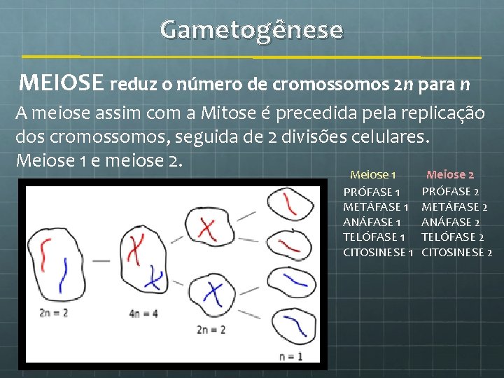Gametogênese MEIOSE reduz o número de cromossomos 2 n para n A meiose assim