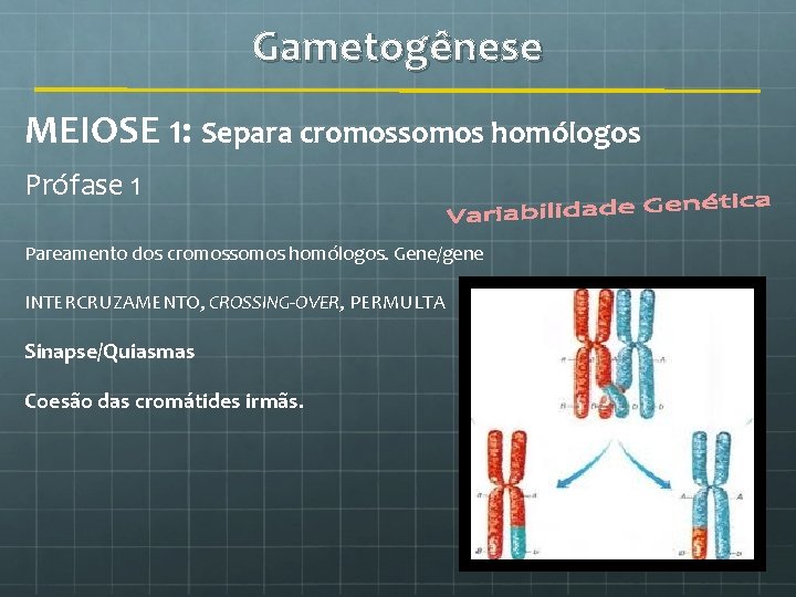 Gametogênese MEIOSE 1: Separa cromossomos homólogos Prófase 1 Pareamento dos cromossomos homólogos. Gene/gene INTERCRUZAMENTO,