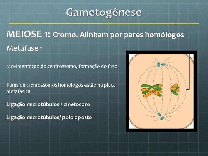 Gametogênese MEIOSE 1: Cromo. Alinham por pares homólogos Metáfase 1 Movimentação do centrossomo, formação