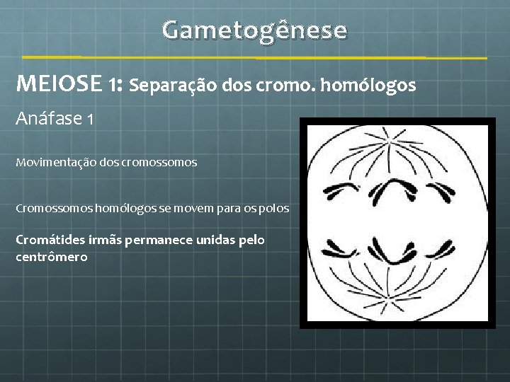 Gametogênese MEIOSE 1: Separação dos cromo. homólogos Anáfase 1 Movimentação dos cromossomos Cromossomos homólogos