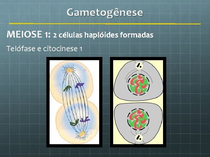 Gametogênese MEIOSE 1: 2 células haplóides formadas Telófase e citocinese 1 