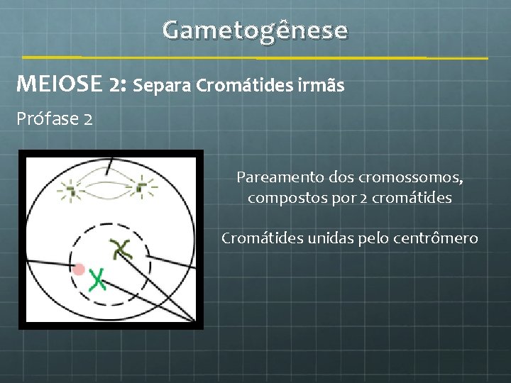 Gametogênese MEIOSE 2: Separa Cromátides irmãs Prófase 2 Pareamento dos cromossomos, compostos por 2