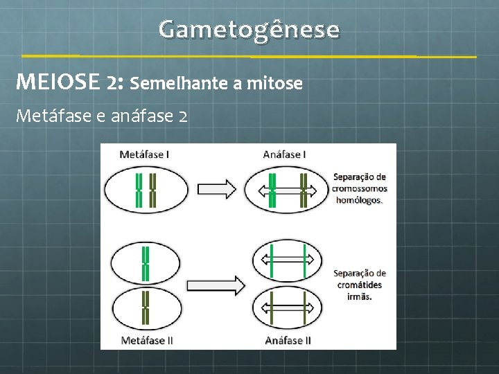 Gametogênese MEIOSE 2: Semelhante a mitose Metáfase e anáfase 2 