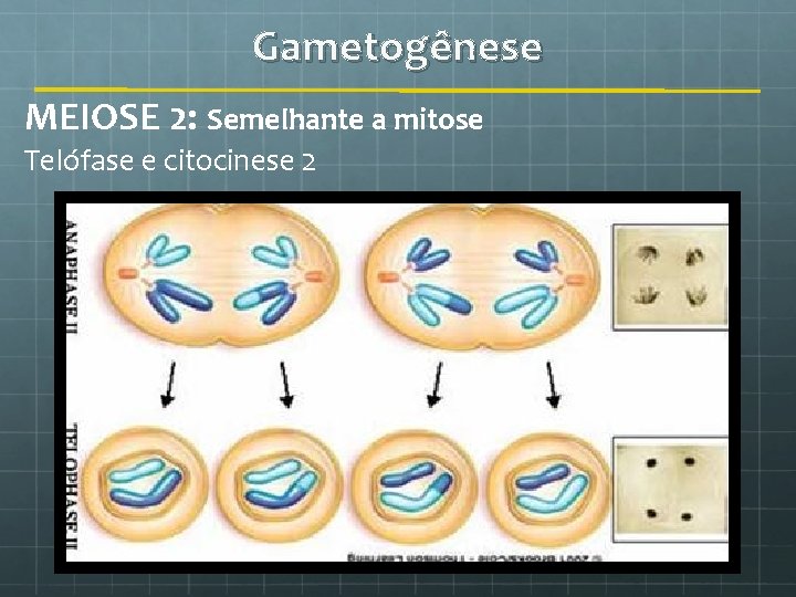 Gametogênese MEIOSE 2: Semelhante a mitose Telófase e citocinese 2 