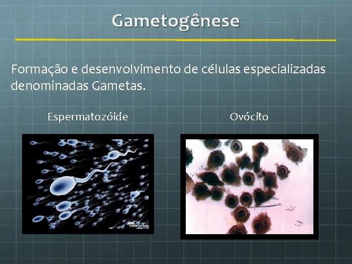 Gametogênese Formação e desenvolvimento de células especializadas denominadas Gametas. Espermatozóide Ovócito 