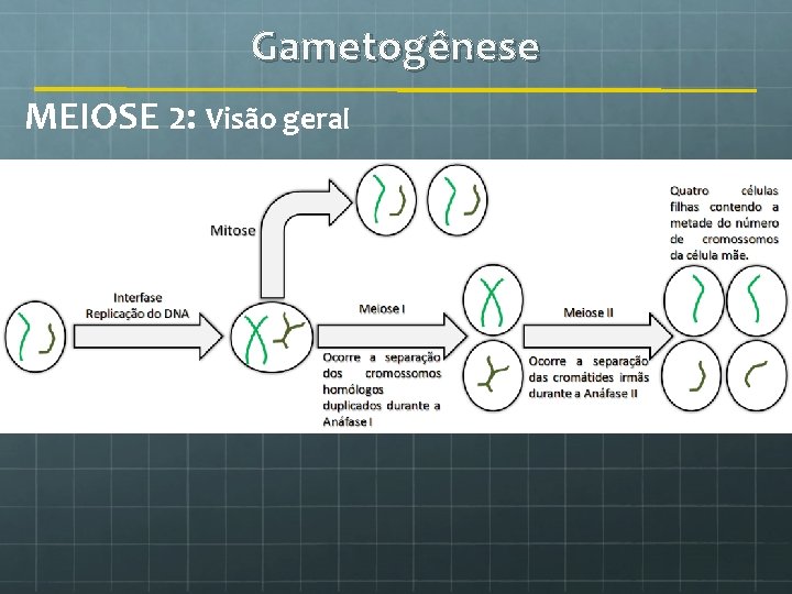 Gametogênese MEIOSE 2: Visão geral 