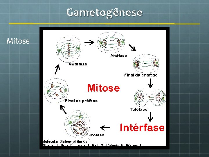 Gametogênese Mitose 