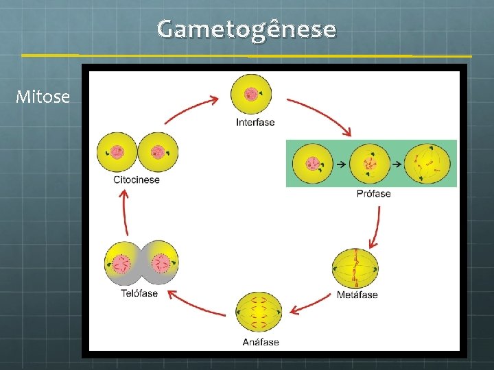 Gametogênese Mitose 