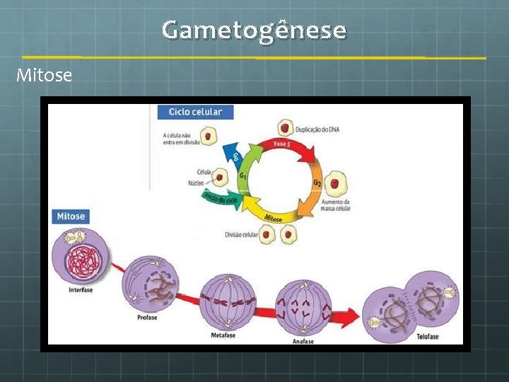 Gametogênese Mitose 