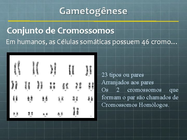 Gametogênese Conjunto de Cromossomos Em humanos, as Células somáticas possuem 46 cromo… 23 tipos