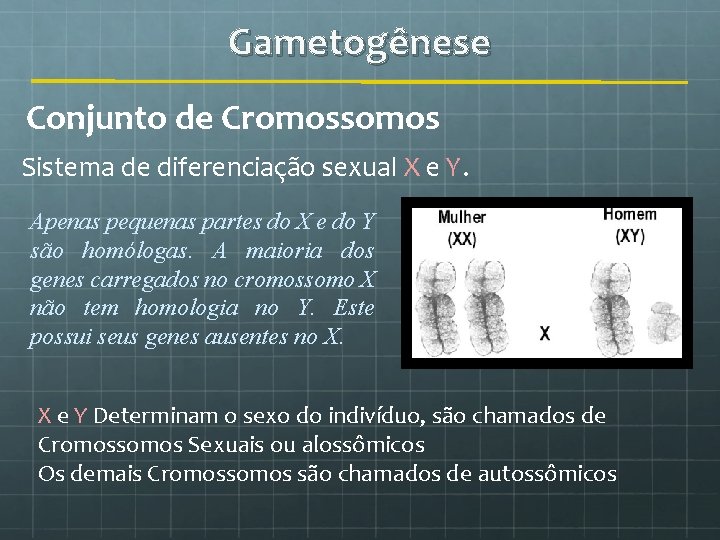 Gametogênese Conjunto de Cromossomos Sistema de diferenciação sexual X e Y. Apenas pequenas partes