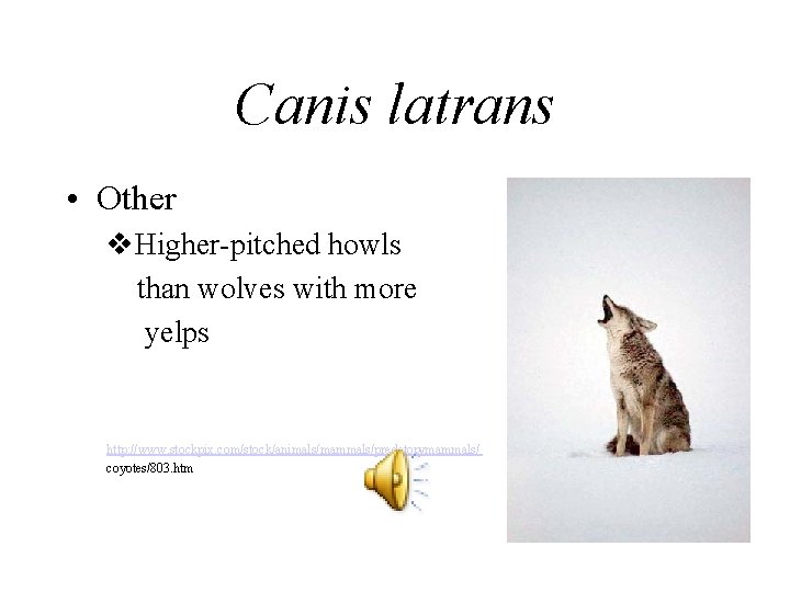 Canis latrans • Other v. Higher-pitched howls than wolves with more yelps http: //www.