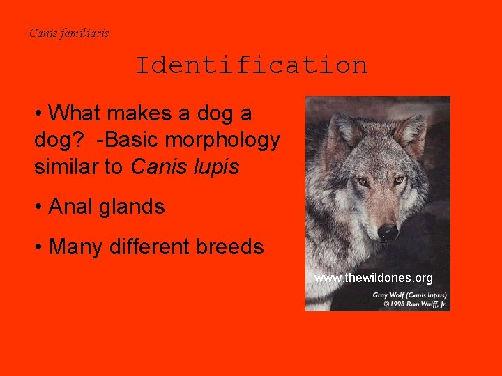 Canis familiaris Identification • What makes a dog? -Basic morphology similar to Canis lupis