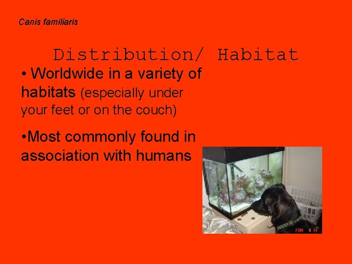 Canis familiaris Distribution/ Habitat • Worldwide in a variety of habitats (especially under your