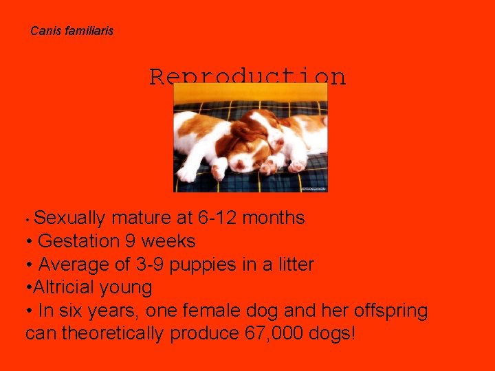 Canis familiaris Reproduction • Sexually mature at 6 -12 months • Gestation 9 weeks