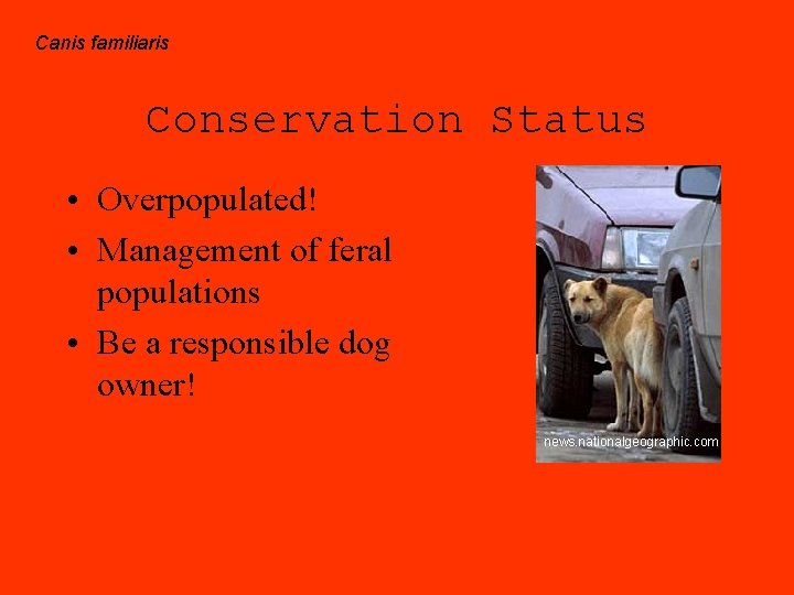 Canis familiaris Conservation Status • Overpopulated! • Management of feral populations • Be a