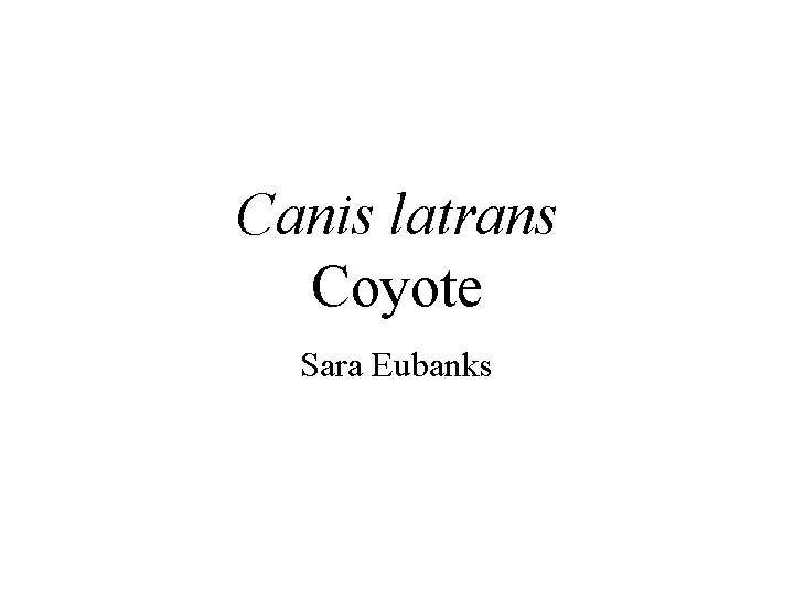 Canis latrans Coyote Sara Eubanks 