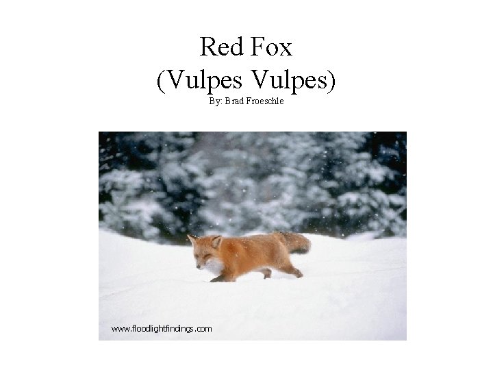 Red Fox (Vulpes) By: Brad Froeschle www. floodlightfindings. com 