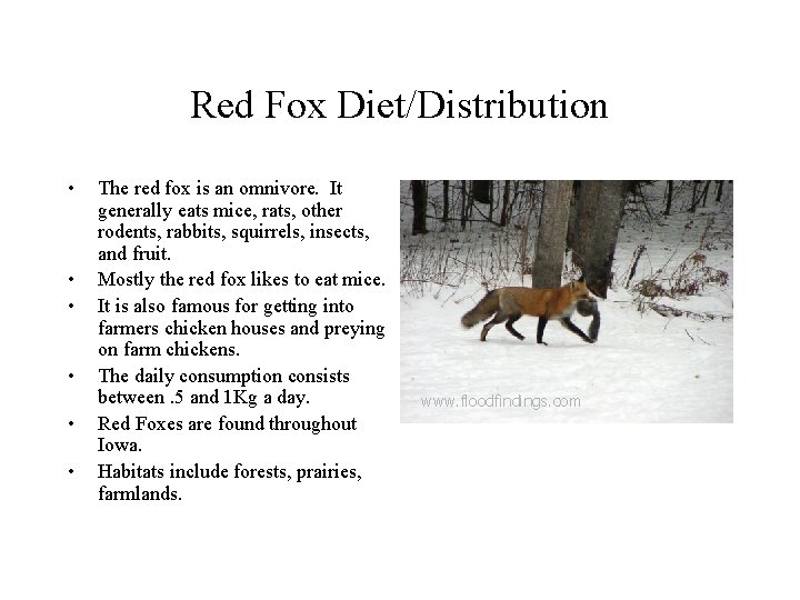 Red Fox Diet/Distribution • • • The red fox is an omnivore. It generally