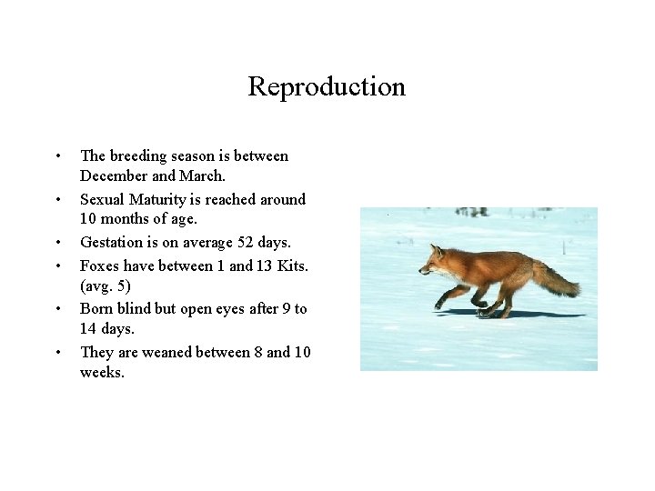 Reproduction • • • The breeding season is between December and March. Sexual Maturity