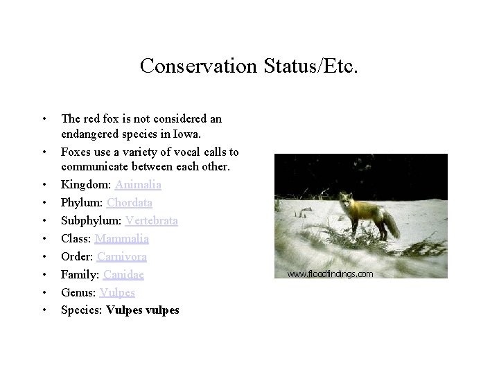 Conservation Status/Etc. • • • The red fox is not considered an endangered species