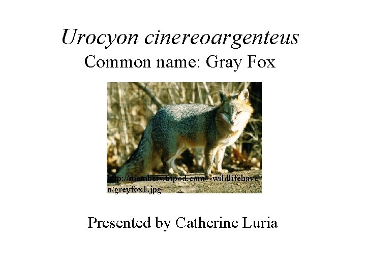 Urocyon cinereoargenteus Common name: Gray Fox http: //members. tripod. com/~wildlifehave n/greyfox 1. jpg Presented