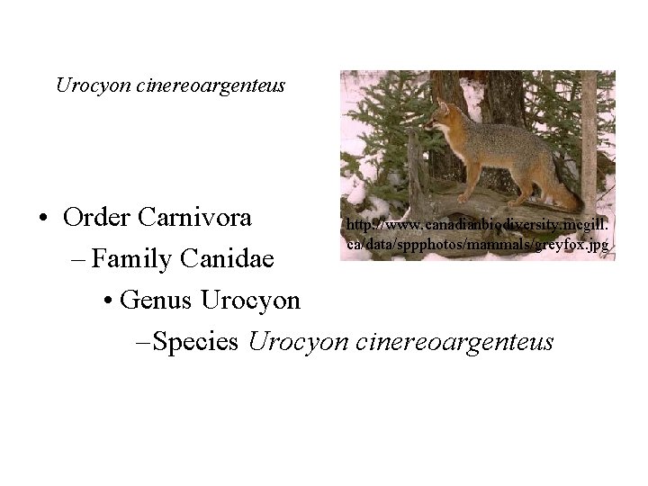 Urocyon cinereoargenteus • Order Carnivora http: //www. canadianbiodiversity. mcgill. ca/data/sppphotos/mammals/greyfox. jpg – Family Canidae