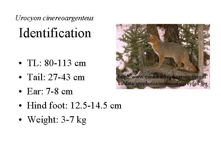 Urocyon cinereoargenteus Identification • • • TL: 80 -113 cm http: //www. canadianbiodiversity. mcgill.