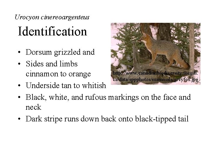 Urocyon cinereoargenteus Identification • Dorsum grizzled and gray • Sides and limbs http: //www.