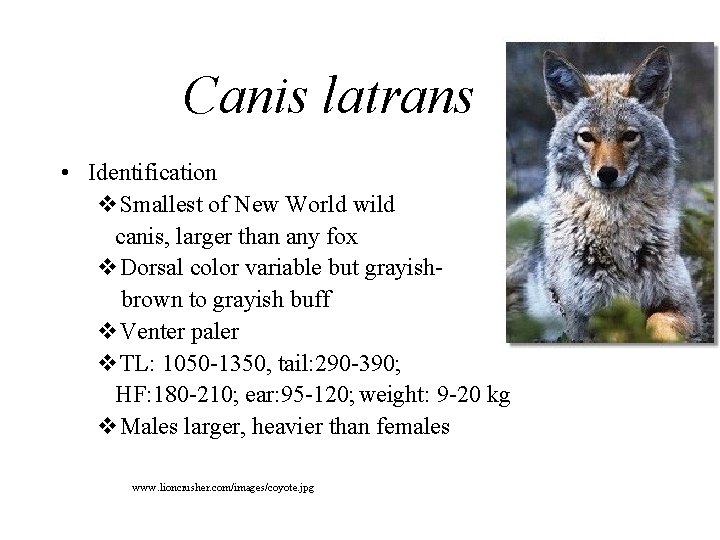 Canis latrans • Identification v. Smallest of New World wild canis, larger than any