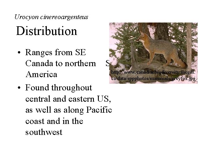 Urocyon cinereoargenteus Distribution • Ranges from SE Canada to northern S. http: //www. canadianbiodiversity.