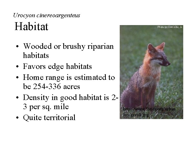 Urocyon cinereoargenteus Habitat • Wooded or brushy riparian habitats • Favors edge habitats •