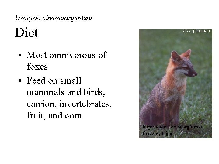 Urocyon cinereoargenteus Diet • Most omnivorous of foxes • Feed on small mammals and
