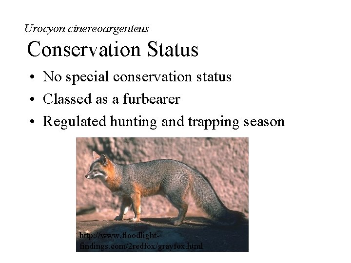 Urocyon cinereoargenteus Conservation Status • No special conservation status • Classed as a furbearer