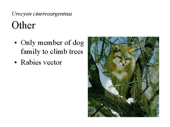 Urocyon cinereoargenteus Other • Only member of dog family to climb trees • Rabies