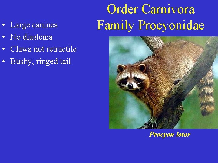  • • Large canines No diastema Claws not retractile Bushy, ringed tail Order