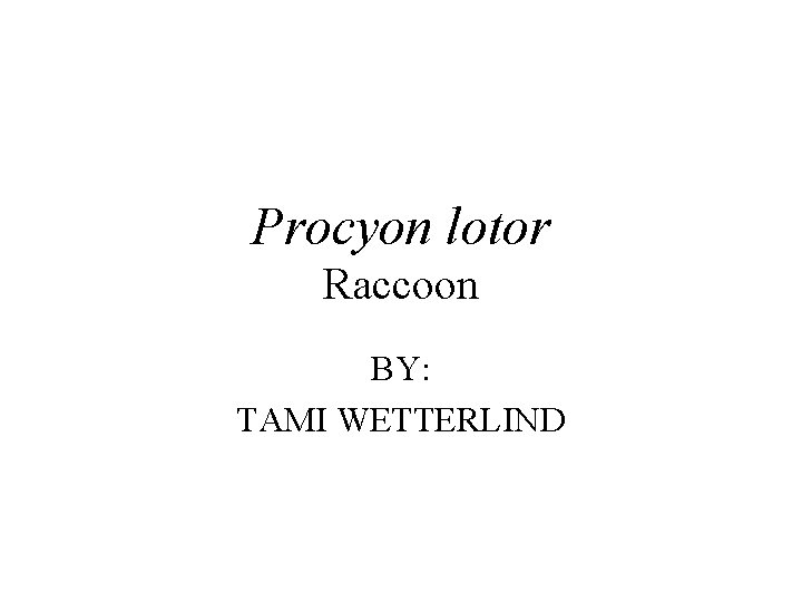 Procyon lotor Raccoon BY: TAMI WETTERLIND 