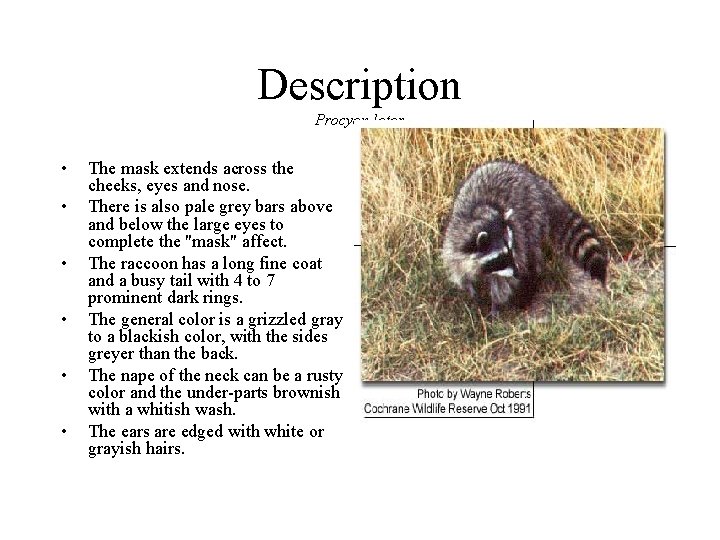 Description Procyon lotor • • • The mask extends across the cheeks, eyes and