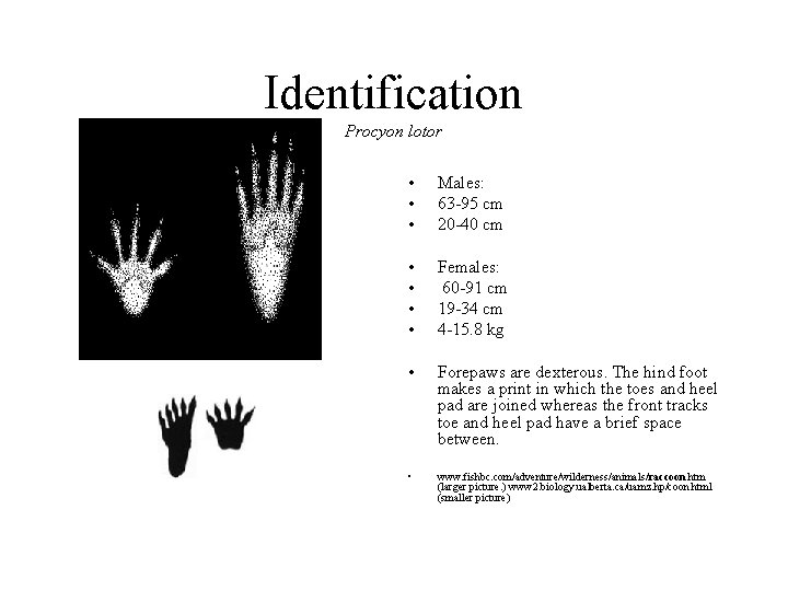 Identification Procyon lotor • • • Males: 63 -95 cm 20 -40 cm •