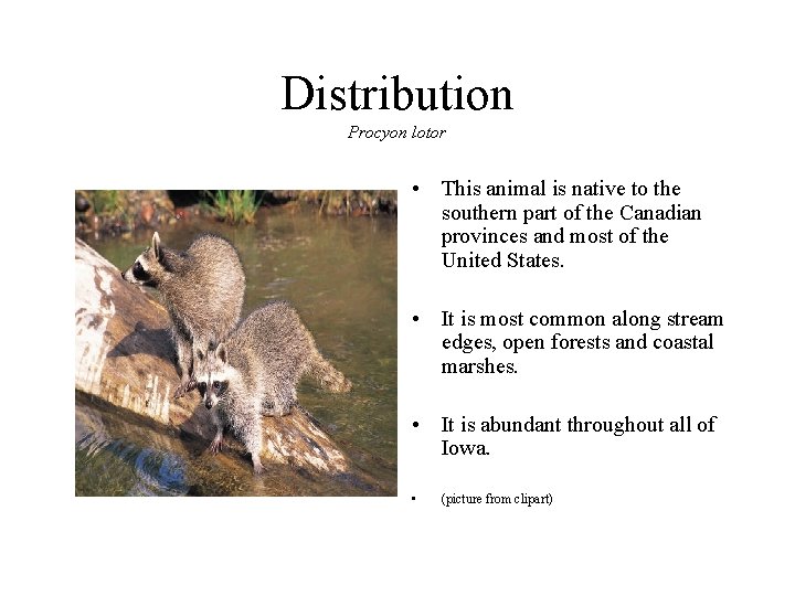 Distribution Procyon lotor • This animal is native to the southern part of the