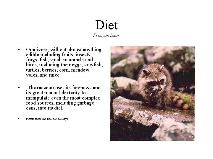 Diet Procyon lotor • Omnivore, will eat almost anything edible including fruits, insects, frogs,