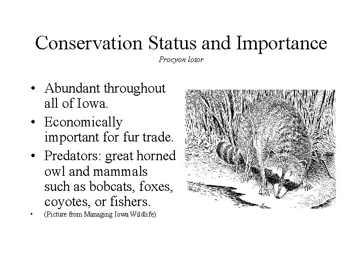 Conservation Status and Importance Procyon lotor • Abundant throughout all of Iowa. • Economically