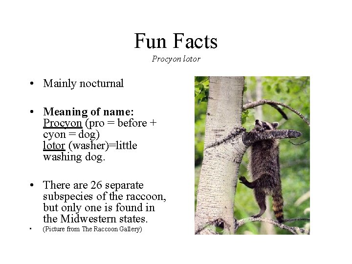 Fun Facts Procyon lotor • Mainly nocturnal • Meaning of name: Procyon (pro =