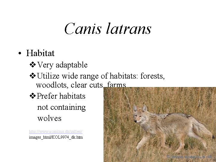 Canis latrans • Habitat v. Very adaptable v. Utilize wide range of habitats: forests,