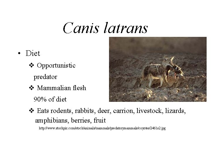 Canis latrans • Diet v Opportunistic predator v Mammalian flesh 90% of diet v